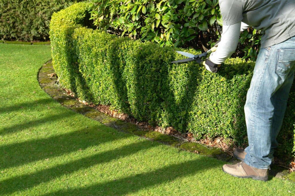 Beauty to Your Garden