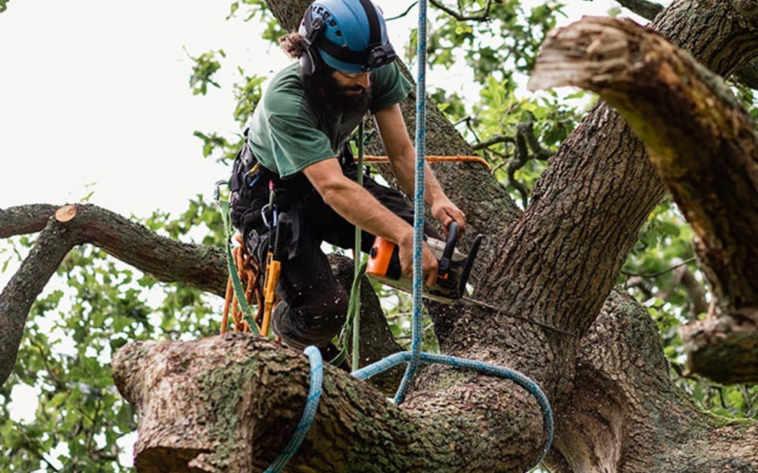 Tree Surgeon Service